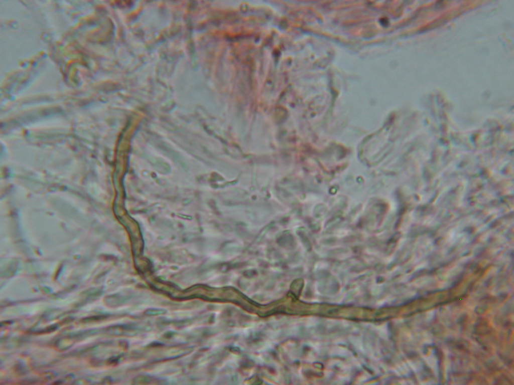 Da determinare...  (Dacryobolus karstenii)